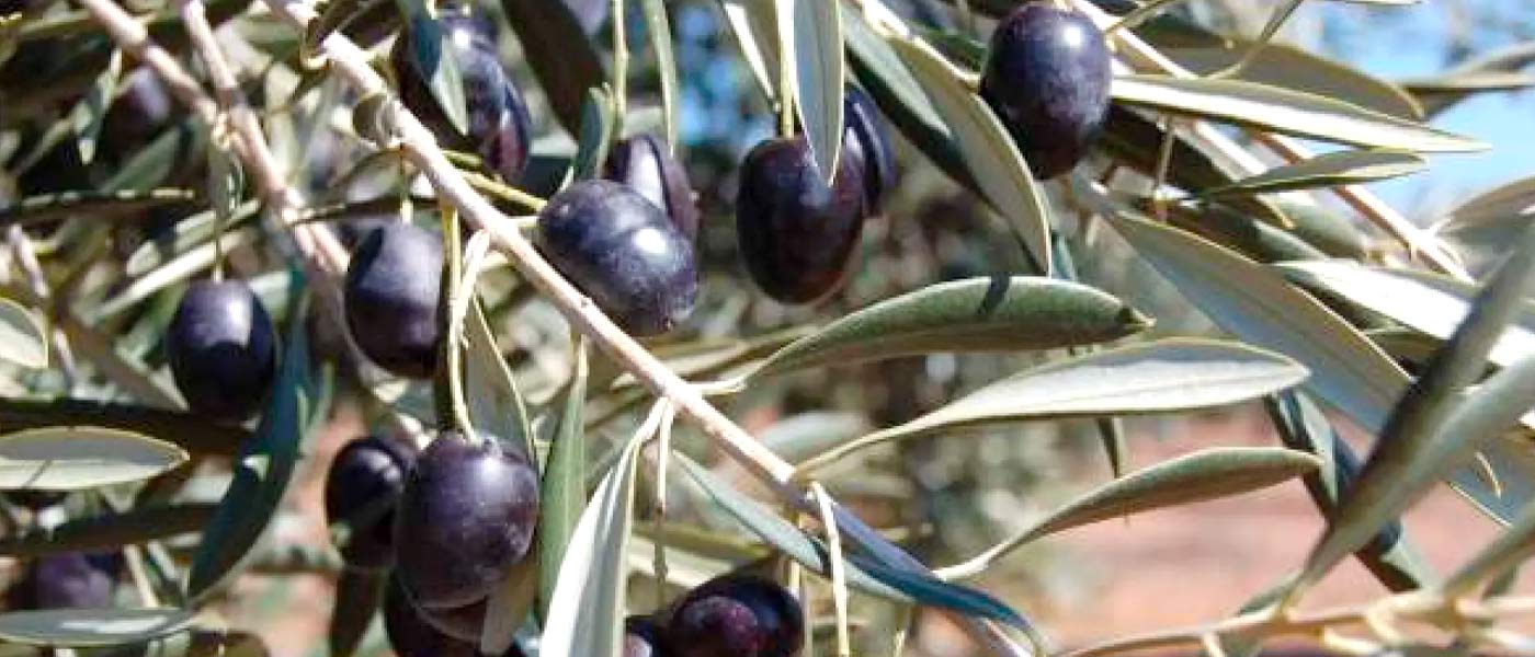 Olive Oil Producer: La Milagrosa de Monterrubio, S.C.L.