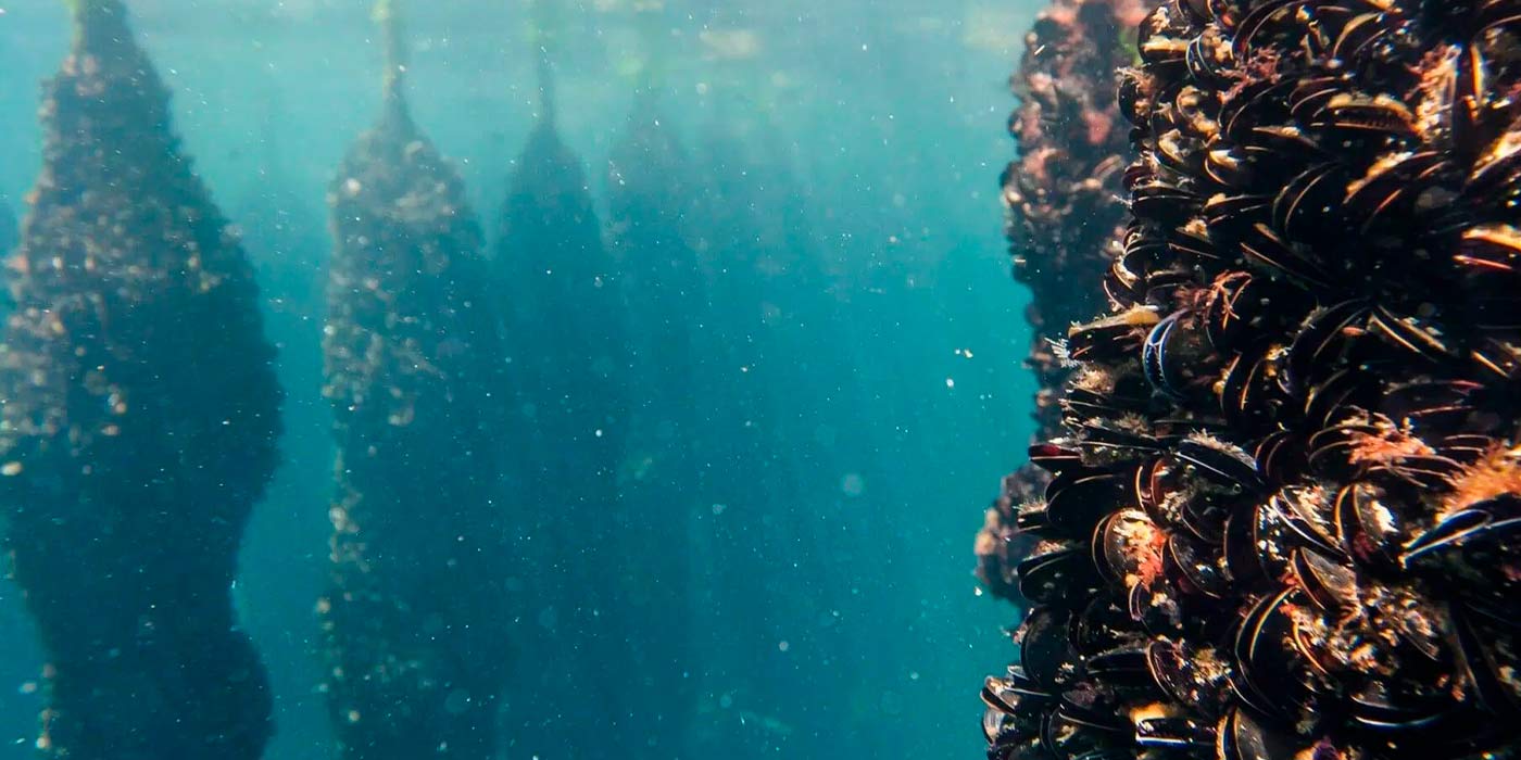 Galician mussels Galician mussels