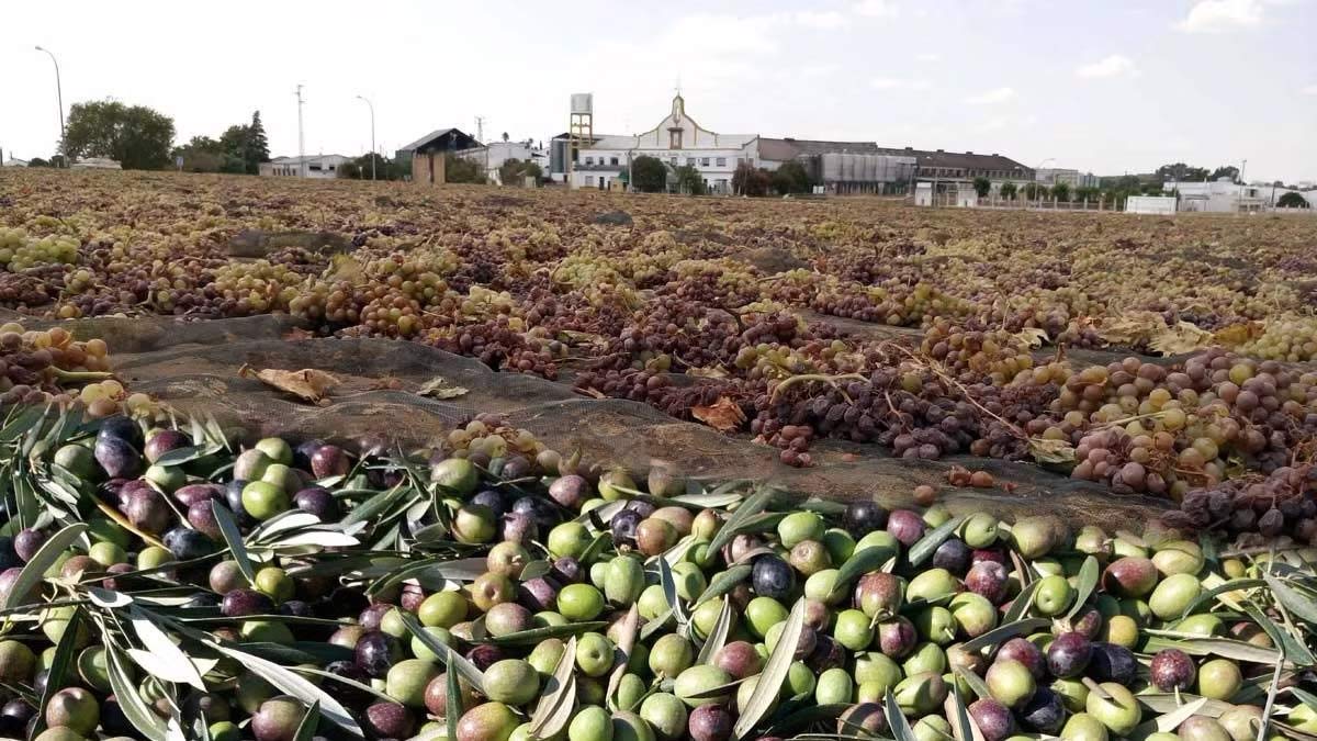 olive oil from Cooperativa La Aurora Cooperativa La Aurora