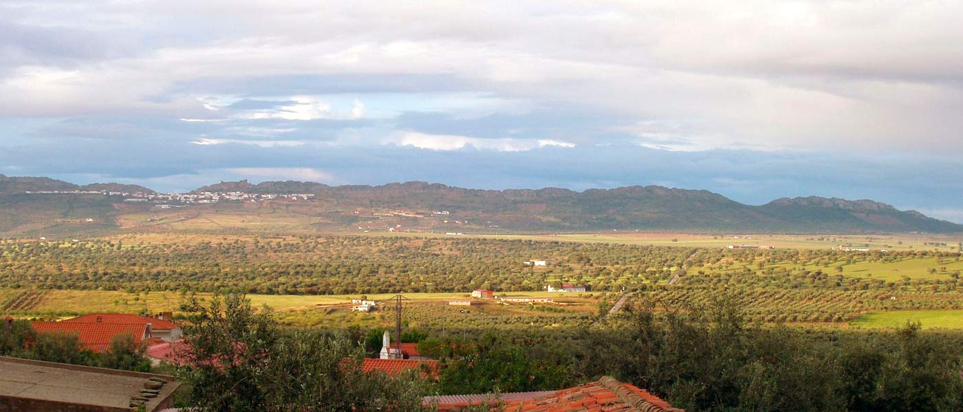 Productor aceite de oliva de España