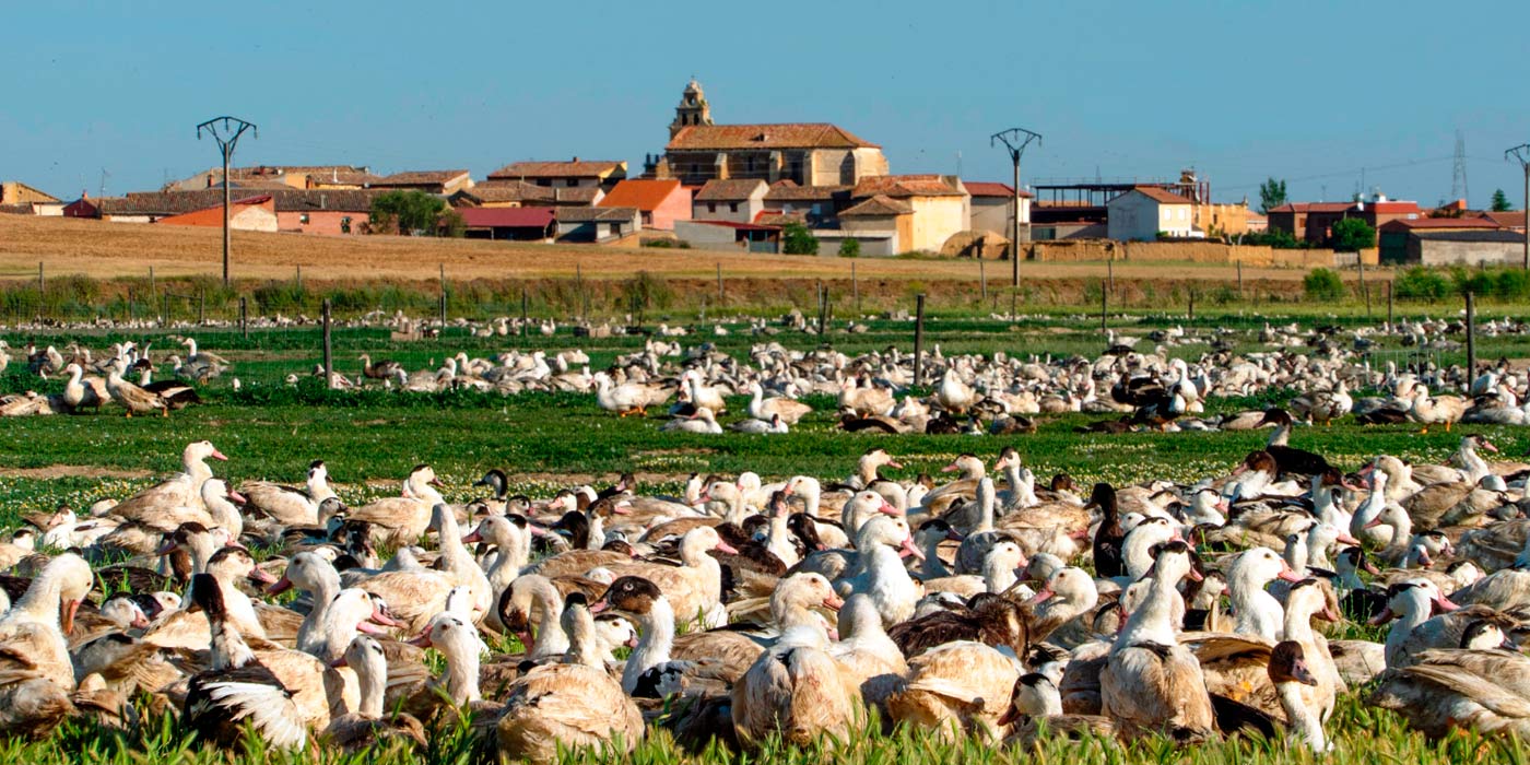 Productor Carne de Pato Selectos Castilla Selectos Castilla