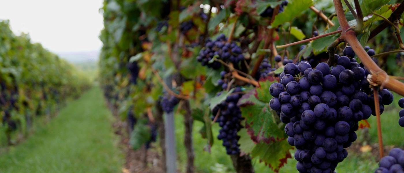 Vinos de Madrid Navalcarnero